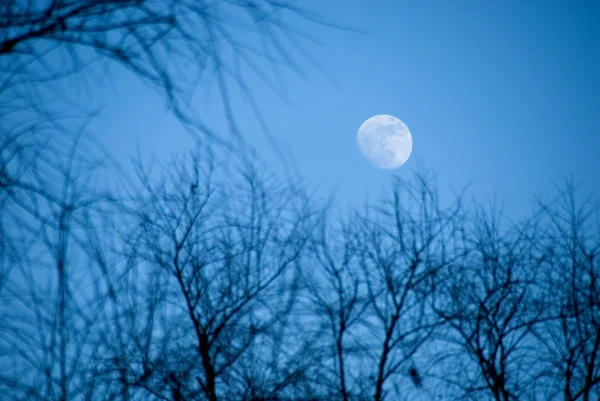 The moon in the evening sky — Stock Photo, Image