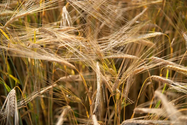 stock image Ears In the field