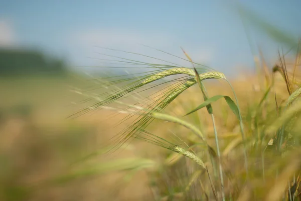 stock image Ears In the field