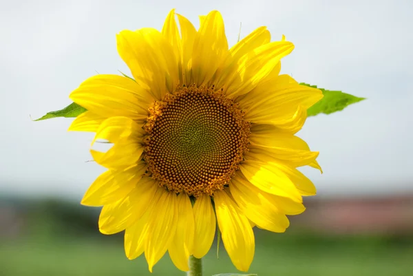 Sunflower Stock Picture
