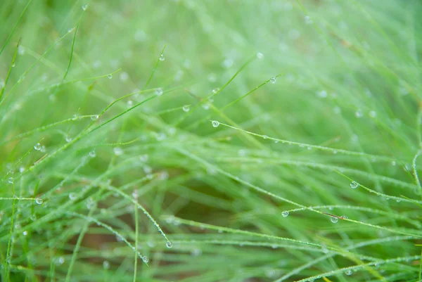 stock image Natural water drops