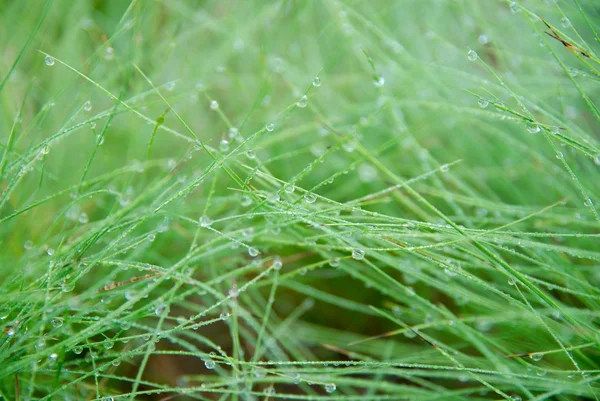 Natural water drops — Stock Photo, Image