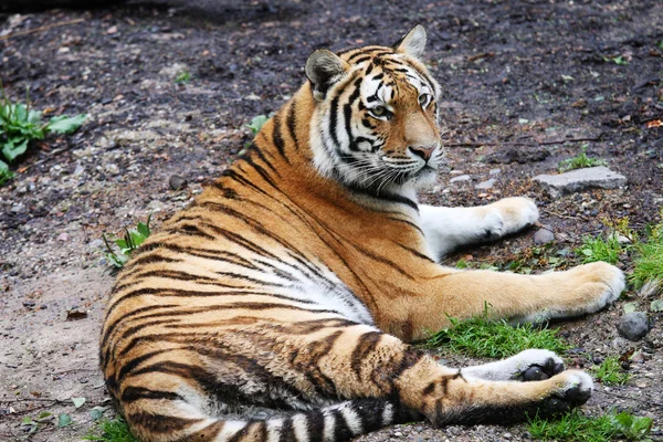 stock image Resting tiger