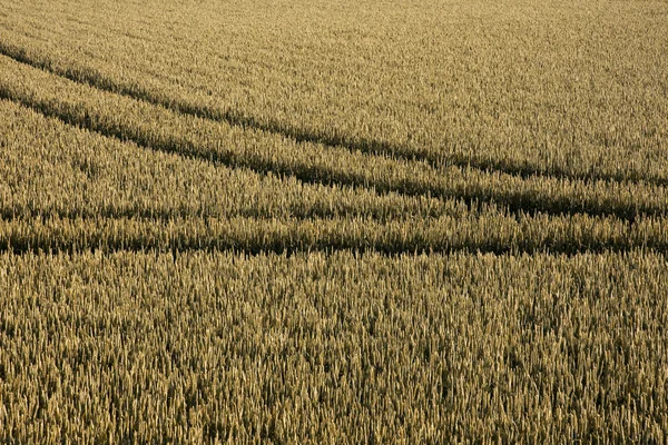 Pistes de pneus dans le champ de maïs — Photo