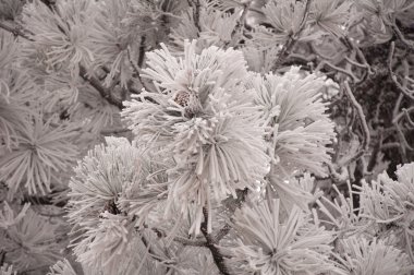 Frosted Leaves clipart