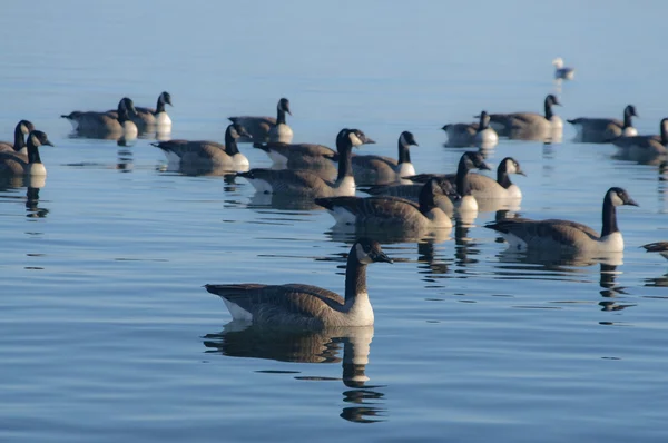 Göl ördekler — Stok fotoğraf
