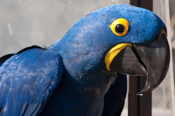 Kék és sárga madár — Stock Fotó