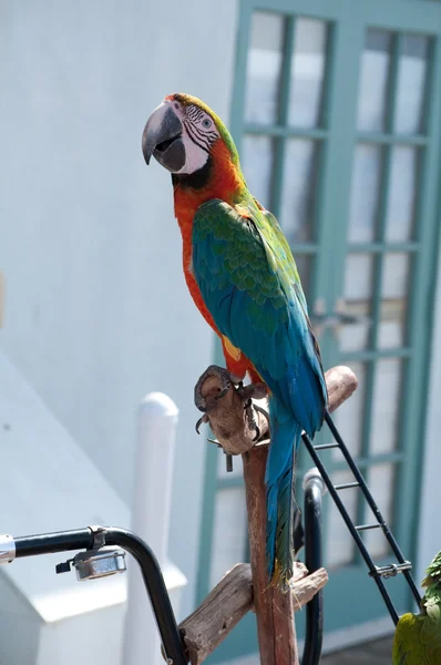 Зеленый и Bue попугай — стоковое фото