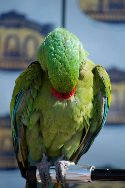 Зеленый и Bue попугай — стоковое фото