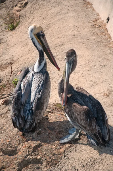 Pelikan beach — Stok fotoğraf