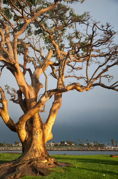 Stock image Long Beach Tree