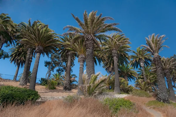Colina de árvore de palma — Fotografia de Stock