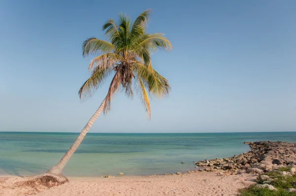 Райская пальма — стоковое фото
