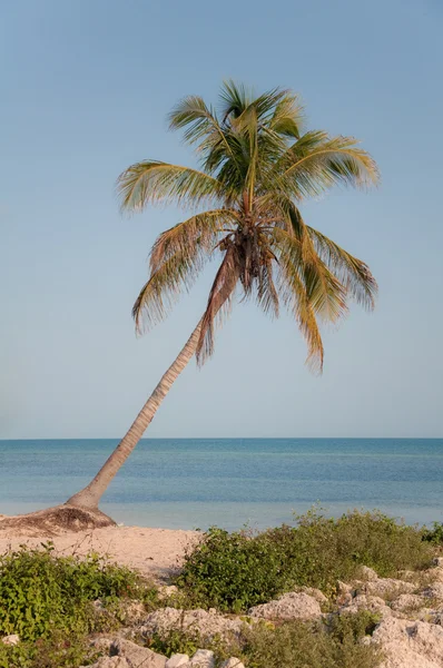 Paradijs palmboom — Stockfoto