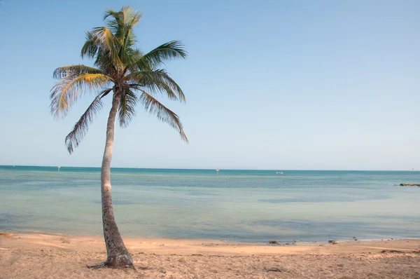 Paradise Palm Tree — Stock Photo, Image