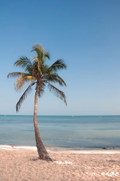 Paradijs palmboom — Stockfoto