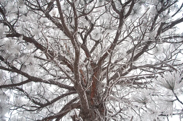 stock image White Tree