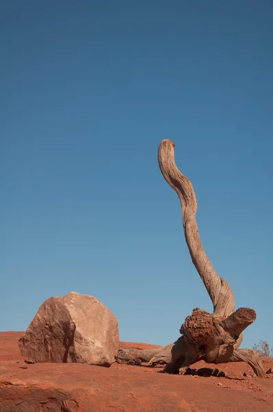 Рок и дерево — стоковое фото