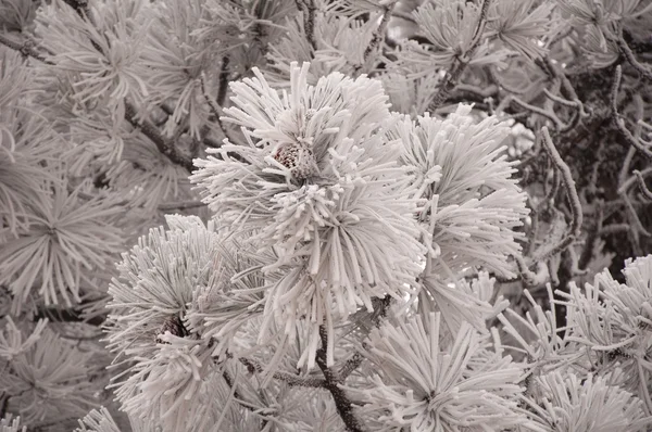 Frosted Leaves — Stock Photo, Image