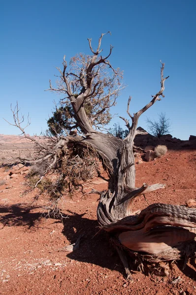 Albero del deserto — Foto Stock