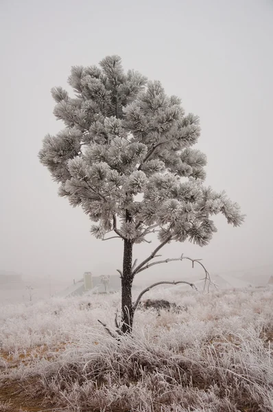 Sníh strom — Stock fotografie
