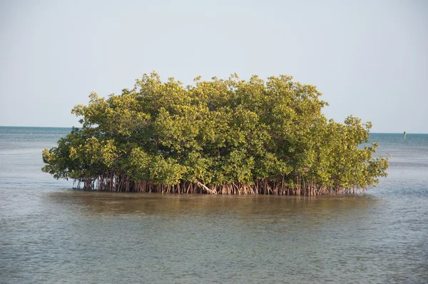 Wyspa drzewo — Zdjęcie stockowe