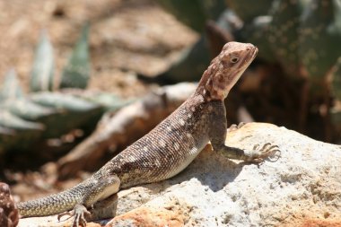 Brown Lizard clipart