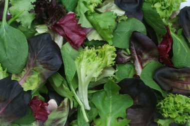 Mixed Green Lettuce Background