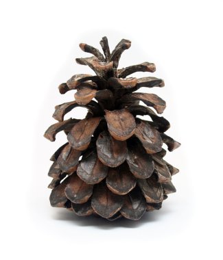 Isolated Pine Cone