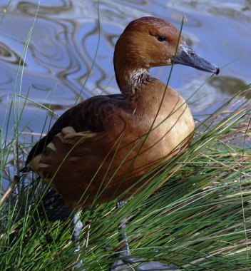 Fulvous Whistling Duck clipart