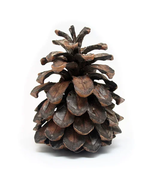 stock image Isolated Pine Cone