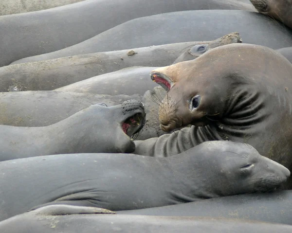 Тюлени слона 3 — стоковое фото