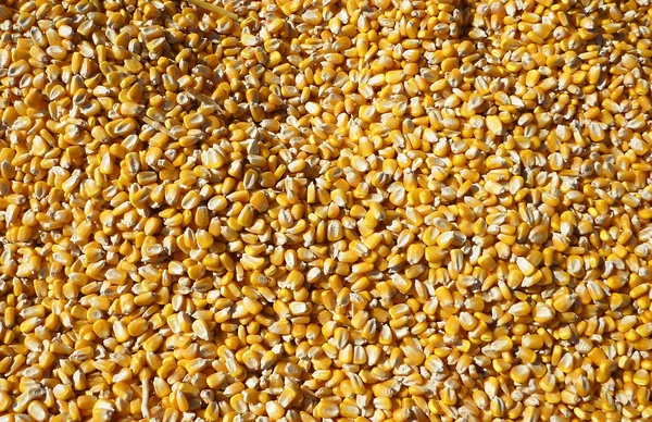 Кукурудзяного ядрами — стокове фото