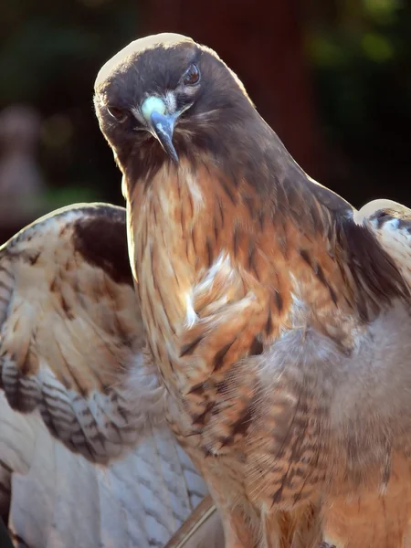 Rode tail hawk — Stockfoto