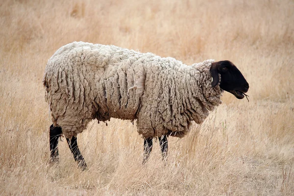 Black Headed Sheep — Stock Photo, Image