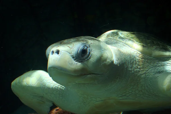Рідлі оливкова морська черепаха Стокове Зображення