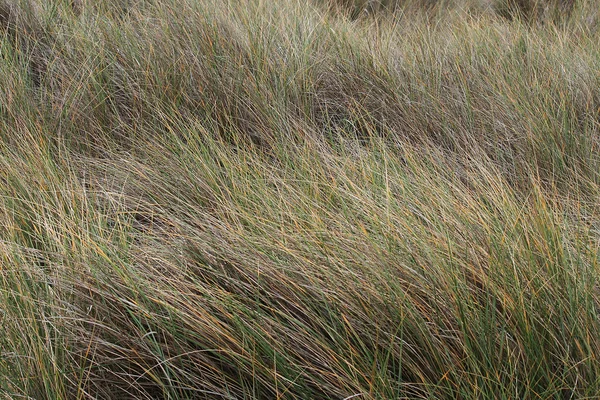 Прибрежная трава — стоковое фото