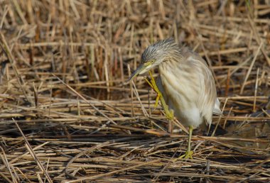 Ardeola ralloides sgarza ciuffetto