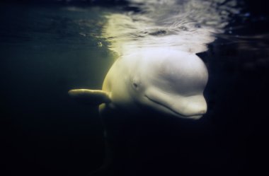 Beluga Delphinapterus leucas