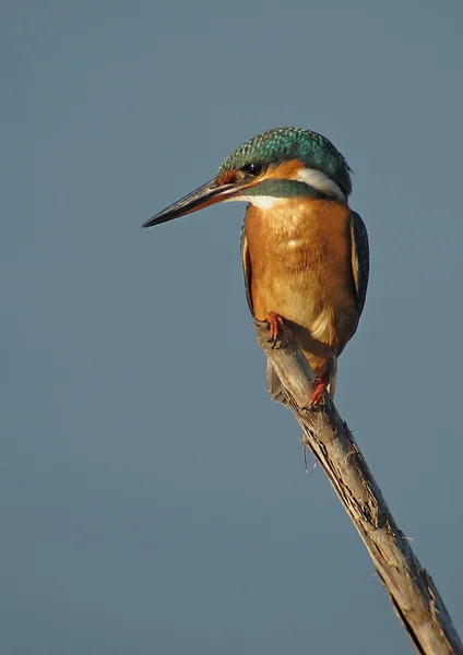 Martin Pescatore Alcedo nisto — Fotografia de Stock