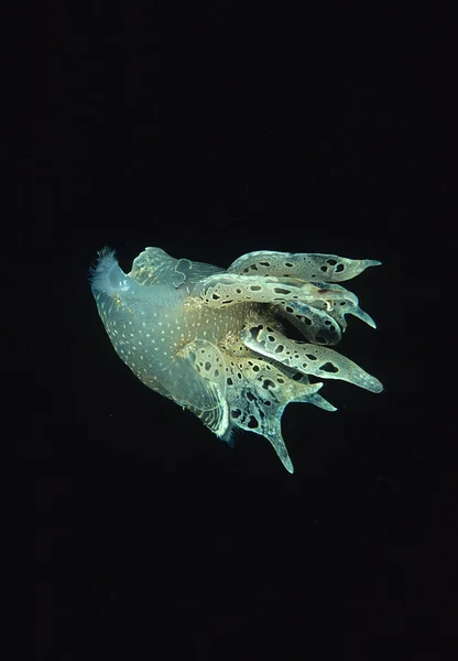 테 티 스 fimbria nudibranco — 스톡 사진