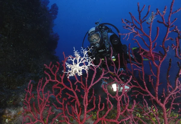 Raro Astrospartus mediterraneus su gorgonia rossa — Foto Stock