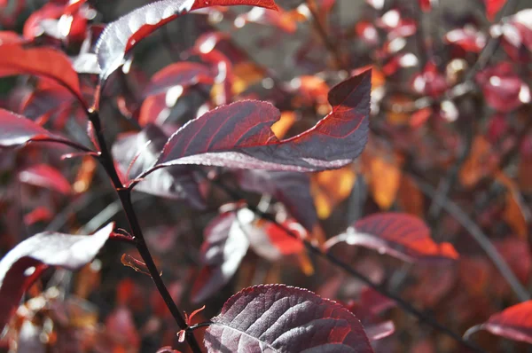 stock image Red Plant