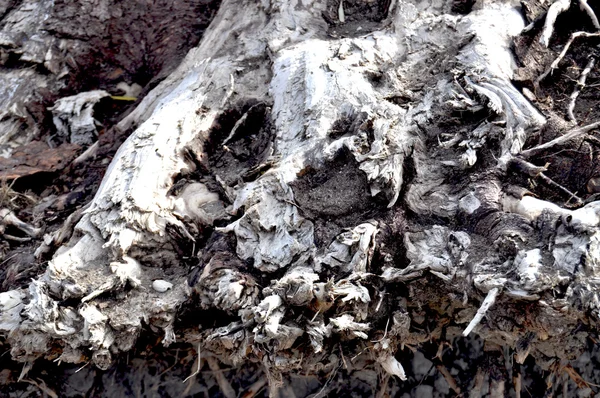 Tree Root — Stock Photo, Image