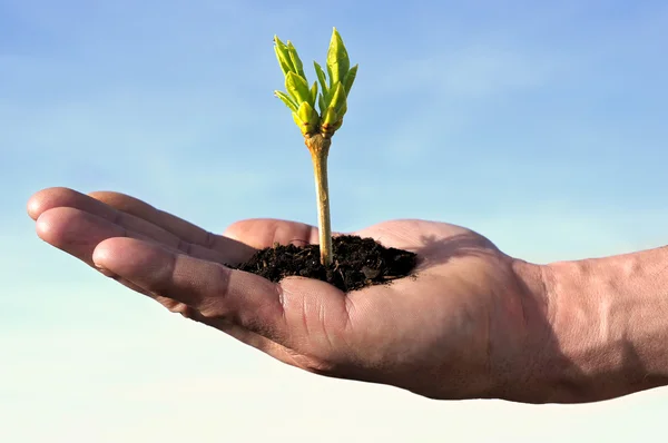 Plant and hand two — Stock Photo, Image