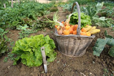 Kitchen garden-Three clipart