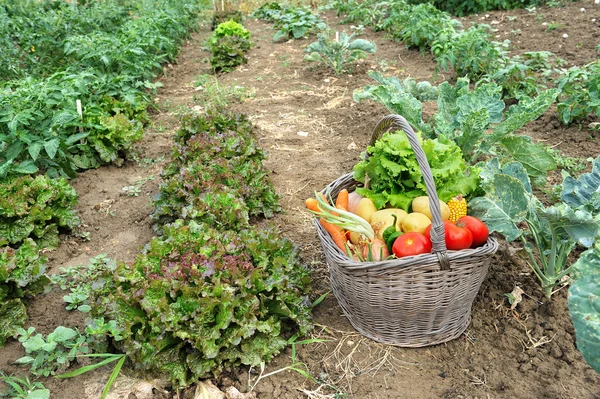 stock image Kitchen garden