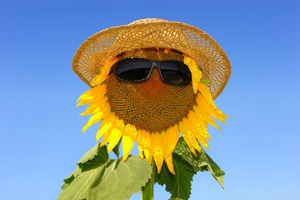 Sunflower-six — Stock Photo, Image