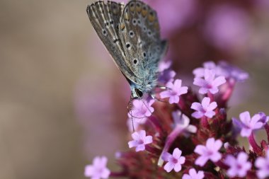 Schmetterling