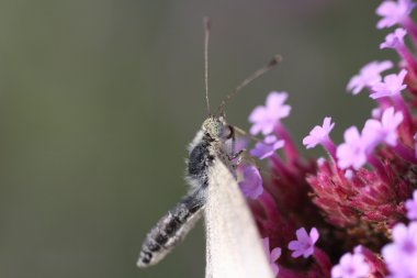 Schmetterling